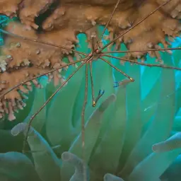 arrow crab, photo 6