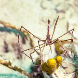 arrow crab, photo 7