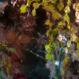 arrow crab, photo 8