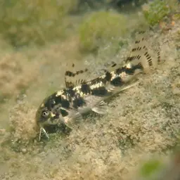 Albater Cory