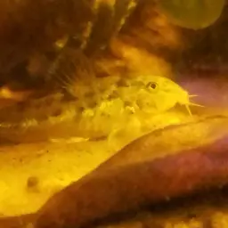 Menezesi Cory, photo 1