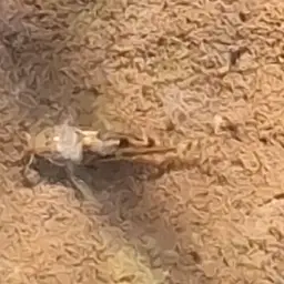 Menezesi Cory, photo 7