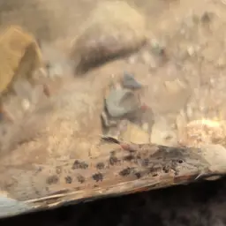 Menezesi Cory, photo 8