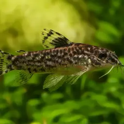 False Corydoras