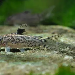 False Corydoras, photo 2
