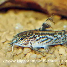 False Corydoras, photo 3