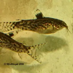 False Corydoras, photo 4