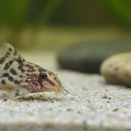False Corydoras, photo 5