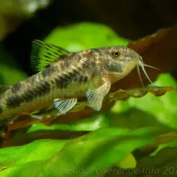 Spilotus Cory