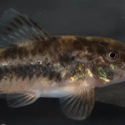 Spilotus Cory, photo 2