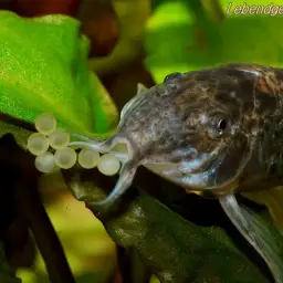 Spilotus Cory, photo 3