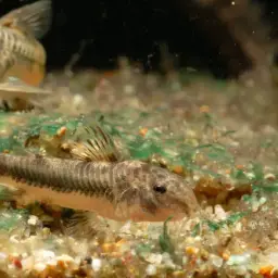 Spilotus Cory, photo 4