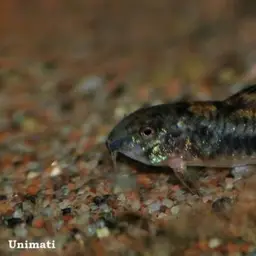 Spilotus Cory, photo 5