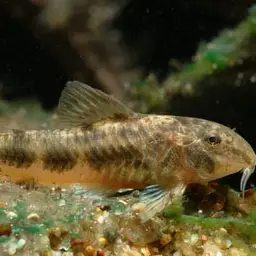 Spilotus Cory, photo 6