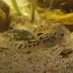 Spilotus Cory, photo 9