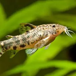 Taurus Cory, photo 2