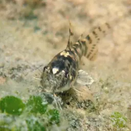 Taurus Cory, photo 6