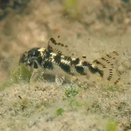 Taurus Cory, photo 8
