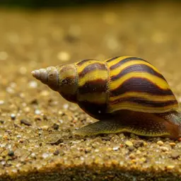 Assassin Snail, photo 5