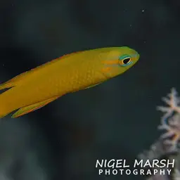 Yellow Devilfish
