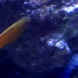 Yellow Devilfish, photo 2