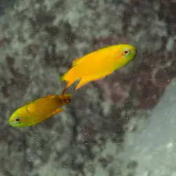 Yellow Devilfish, photo 3