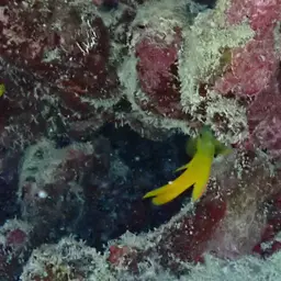 Yellow Devilfish, photo 4