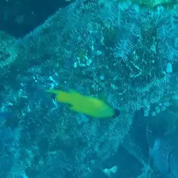 Yellow Devilfish, photo 5