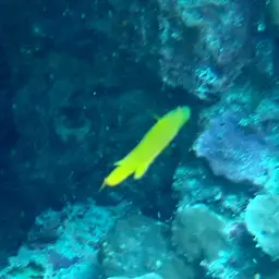 Yellow Devilfish, photo 6