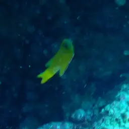 Yellow Devilfish, photo 7
