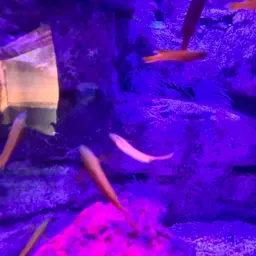 Yellow Devilfish, photo 9