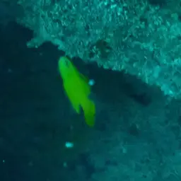 Yellow Devilfish, photo 10