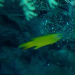 Yellow Devilfish, photo 11