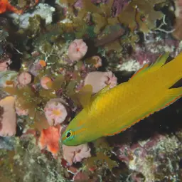 Yellow Devilfish, photo 12