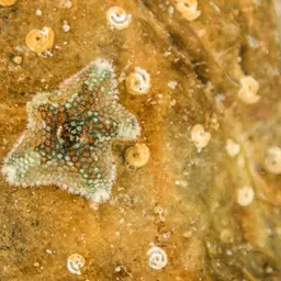 Starlet Sea Star