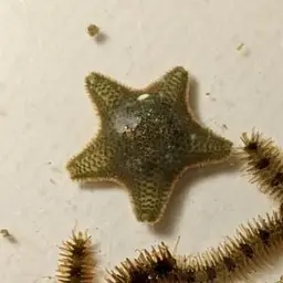 Starlet Sea Star, photo 2
