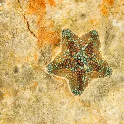 Starlet Sea Star, photo 3