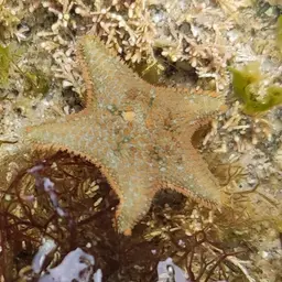 Starlet Sea Star, photo 4