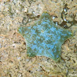 Starlet Sea Star, photo 5