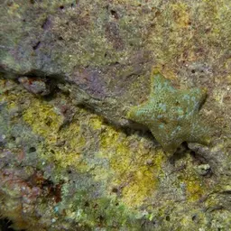 Starlet Sea Star, photo 6