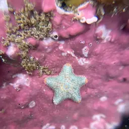 Starlet Sea Star, photo 7