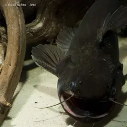 Ogre Catfish, photo 2