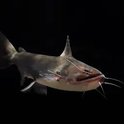 Ogre Catfish, photo 3