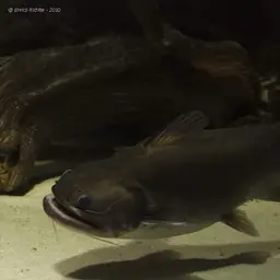 Ogre Catfish, photo 4