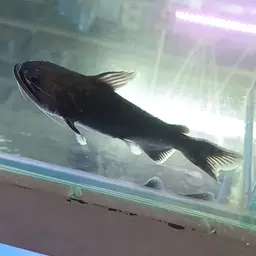 Ogre Catfish, photo 5