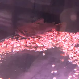 Ogre Catfish, photo 6