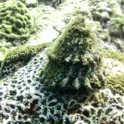 Star Snail, photo 2