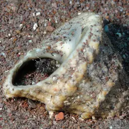 Star Snail, photo 1