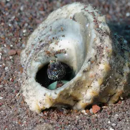 Star Snail, photo 3
