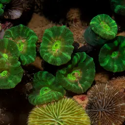 Finger Coral, photo 1
